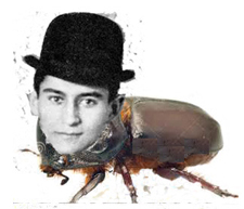 Kafka Beetle